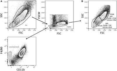 Frontiers Bone Marrow Derived And Elicited Peritoneal Macrophages Are Not Created Equal The Questions Asked Dictate The Cell Type Used Immunology
