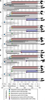 Frontiers  The Making of Calibration Sausage Exemplified by Recalibrating  the Transcriptomic Timetree of Jawed Vertebrates