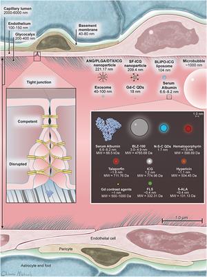 Frontiers - Blood-Brain Barrier, Blood-Brain Tumor Barrier, and ...