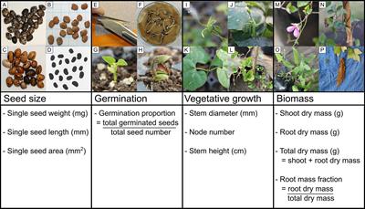 Frontiers Comparative Analysis Of Early Life Stage Traits In Annual And Perennial Phaseolus Crops And Their Wild Relatives Plant Science