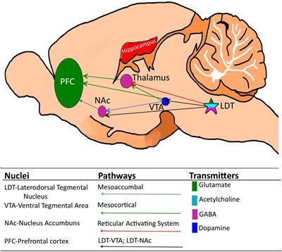 Frontiers Plasticity In The Brainstem Prenatal And Postnatal Experience Can Alter Laterodorsal Tegmental Ldt Structure And Function Frontiers In Synaptic Neuroscience