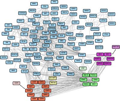 Frontiers | SUMO Chains Rule on Chromatin Occupancy