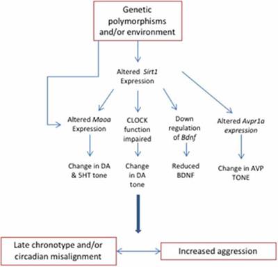 Frontiers Are Owls And Larks Different When It Comes To Aggression Genetics Neurobiology And Behavior Behavioral Neuroscience Frontiers Are Owls And Larks Different When It Comes To Aggression Genetics Neurobiology And Behavior Behavioral Neuroscience