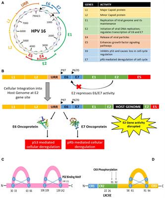 Human Papillomavirus E6 and E7: The Cervical Cancer Hallmarks and Targets for Therapy