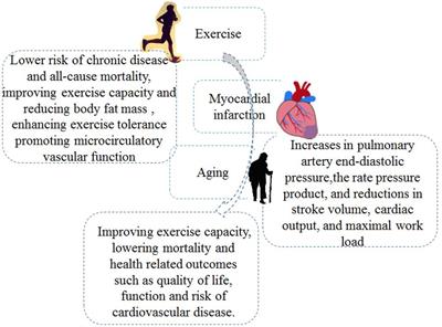 Frontiers The Beneficial of Exercise Training for Myocardial Infarction Treatment in Elderly | Physiology