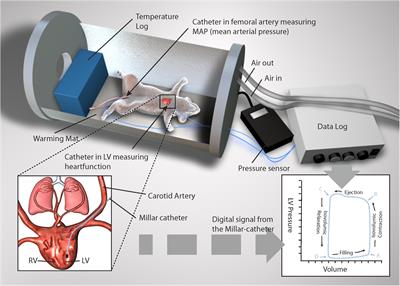 Frontiers | Continuous Hemodynamic Monitoring in an Intact Rat Model of ...