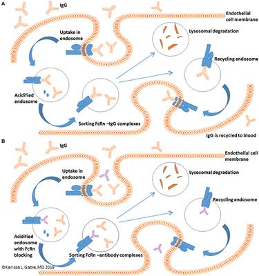 Frontiers Antagonism Of The Neonatal Fc Receptor As An Emerging Treatment For Myasthenia Gravis Immunology Frontiers Antagonism Of The Neonatal Fc Receptor As An Emerging Treatment For Myasthenia Gravis Immunology