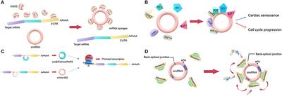 Frontiers | The Role of Circular RNAs in Immune-Related Diseases