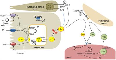 Frontiers Role Of The Gut In Diabetic Dyslipidemia Endocrinology Frontiers Role Of The Gut In Diabetic Dyslipidemia Endocrinology