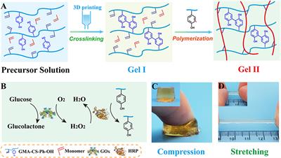 Ionically and Enzymatically Dual Cross-Linked Oxidized Alginate