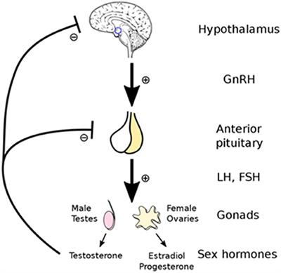 Frontiers Hypogonadism in Exercising Males Dysfunction or Adaptive-Regulatory Adjustment?