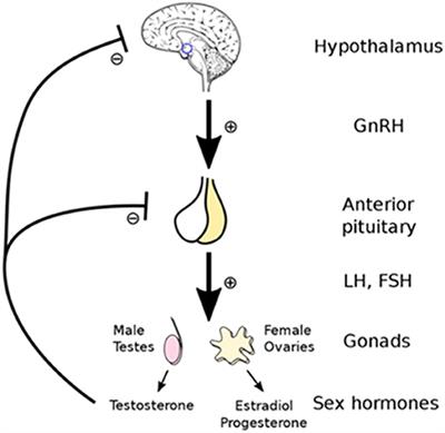 Total T or Free T: Which is the Better Test for Androgen Deficiency? -  Hypogonadism