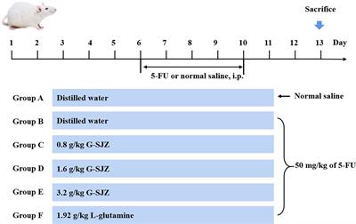 Frontiers Combination Compositions Composed Of L Glutamine And Si Jun Zi Tang Might Be A Preferable Choice For 5 Fluorouracil Induced Intestinal Mucositis An Exploration In A Mouse Model Pharmacology