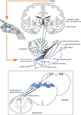 Frontiers | Restoring Somatosensation: Advantages and Current ...