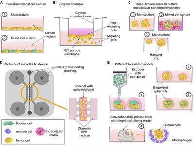 Human cells can be used to test drugs