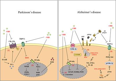 Effects Of Cannabis In Parkinson's Disease now available in NC thumbnail