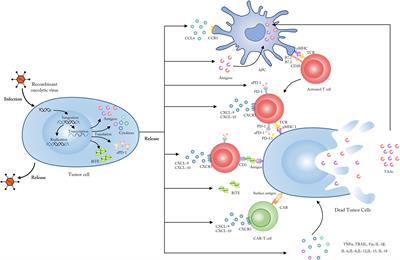 papillomavirus oncolytic virus