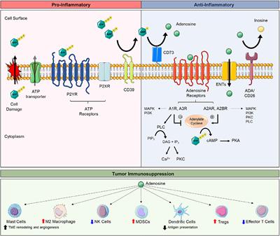 Frontiers Cd73 S Potential As An Immunotherapy Target In Gastrointestinal Cancers Immunology