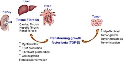 kidney placement in human body kidney placement in human body