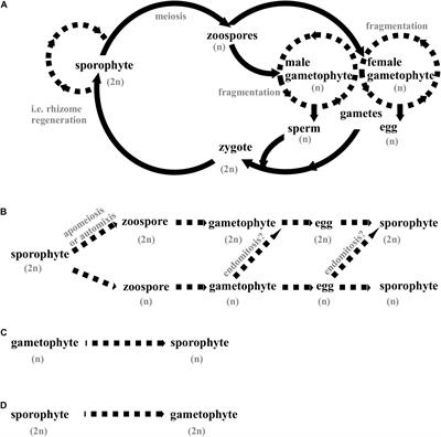 Frontiers Cultivar Development Of Kelps For Commercial Cultivation Past Lessons And Future Prospects Marine Science