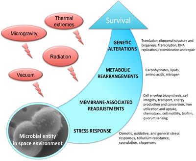 Microbial applications for sustainable space exploration beyond