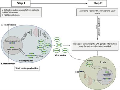 Frontiers | Targeting Cancer Stem Cells by Genetically Engineered ...