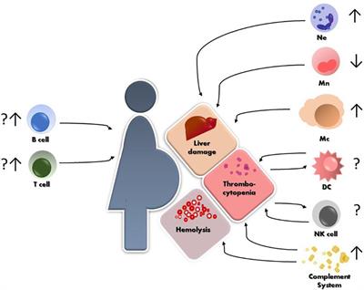 Frontiers Innate And Adaptive Immune Responses In Hellp Syndrome Immunology