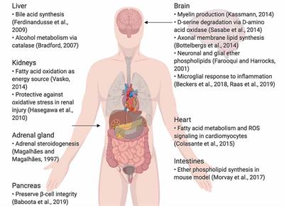 where kidney located in human body picture where kidney located in human body picture
