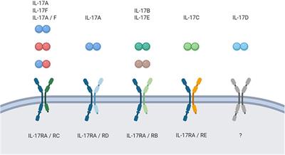 Frontiers Il 17c Il 17re Emergence Of A Unique Axis In Th17 Biology Immunology Frontiers Il 17c Il 17re Emergence Of A Unique Axis In Th17 Biology Immunology