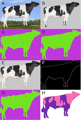 Frontiers | Estimating Conformational Traits in Dairy Cattle With DeepAPS:  A Two-Step Deep Learning Automated Phenotyping and Segmentation Approach