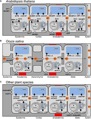 Frontiers Manganese In Plants From Acquisition To Subcellular Allocation Plant Science