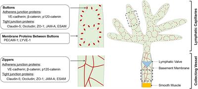 Frontiers Lymphatic Endothelial Cell Junctions Molecular Regulation In Physiology And Diseases Physiology Frontiers Lymphatic Endothelial Cell Junctions Molecular Regulation In Physiology And Diseases Physiology