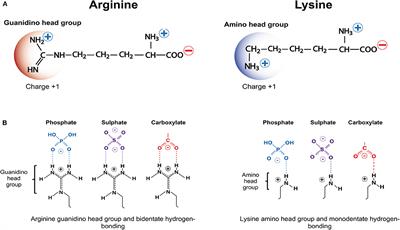 Frontiers Cationic Arginine Rich Peptides Carps A Novel Class Of Neuroprotective Agents With A Multimodal Mechanism Of Action Neurology