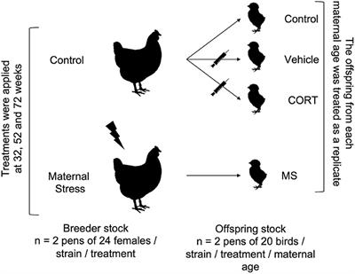 Frontiers Effects Of Maternal Stress On Measures Of Anxiety And Fearfulness In Different Strains Of Laying Hens Veterinary Science