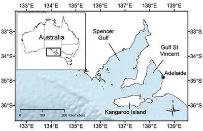 Small Cetacean Conservation Current Challenges And Opportunities Frontiers Research Topic