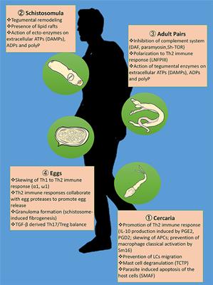 hpv vaccine quadrivalent vs 9 valent negii pot dispărea fără tratament