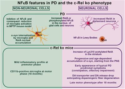 Op bemærkede ikke Montgomery Frontiers | Nuclear Factor-κB Dysregulation and α-Synuclein Pathology:  Critical Interplay in the Pathogenesis of Parkinson's Disease