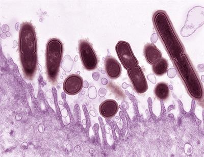 gardnerella poate provoca prostatita