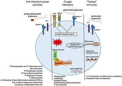 Frontiers Structure Functional Activity Relationship Of B Glucans From The Perspective Of Immunomodulation A Mini Review Immunology Frontiers Structure Functional Activity Relationship Of B Glucans From The Perspective Of Immunomodulation A Mini Review Immunology
