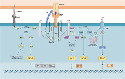 Frontiers Regulation Of T Helper Cell Fate By Tcr Signal Strength Immunology