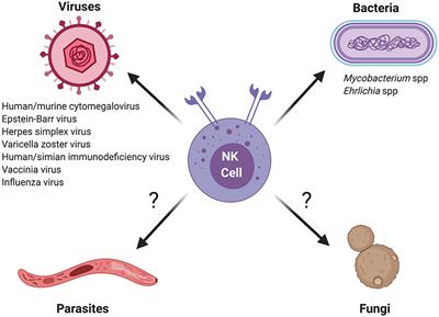 Frontiers Memory And Memory Like Nk Cell Responses To Microbial Pathogens Cellular And Infection Microbiology