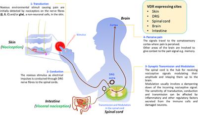 enterobius vermicularis inkubációs periódus komplex összetételű férgek férgek ellen