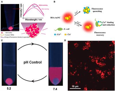 Frontiers - Gold Nanoclusters for Bacterial Detection and Infection Therapy