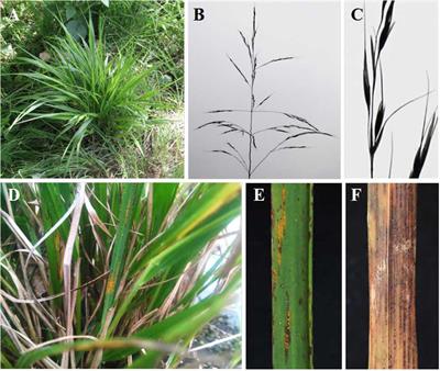 Frontiers | Identification of Berberis spp. as Alternate Hosts for Puccinia  achnatheri-sibirici Under Controlled Conditions and Morphologic  Observations of Sexual Stage Development of the Rust Fungus