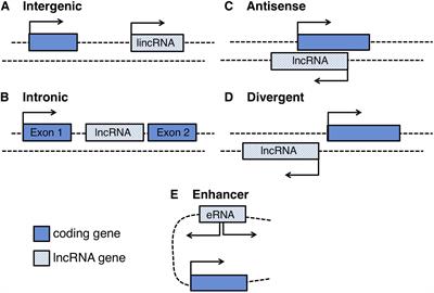 Frontiers Non Coding Rnas In Nervous System Development And Disease Cell And Developmental Biology