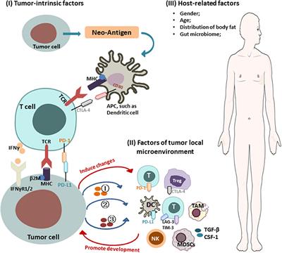 Frontiers Mechanisms of Cancer Resistance to Immunotherapy