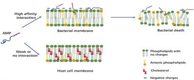 Frontiers Expression And Roles Of Antimicrobial Peptides In Innate Defense Of Airway Mucosa Potential Implication In Cystic Fibrosis Immunology