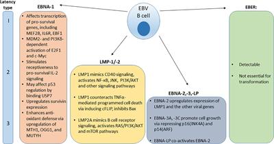 Hiv and gastric cancer. AIDS-related Kaposi sarcoma; epidemiological and etiopathogenic aspects