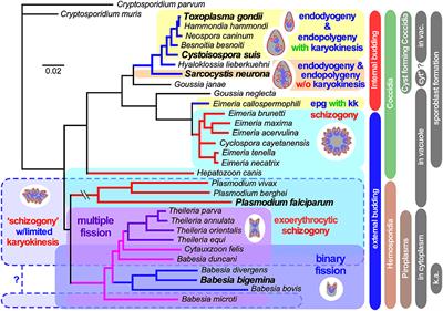 The G2 phase controls binary division of Toxoplasma gondii