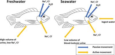 The Multifunctional Fish Gill: Dominant Site of Gas Exchange,  Osmoregulation, Acid-Base Regulation, and Excretion of Nitrogenous Waste